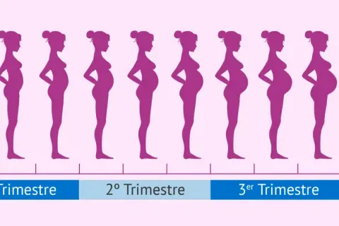 Siluetas moradas muestran la evolución del embarazo, desde el primer mes hasta el nacimiento.