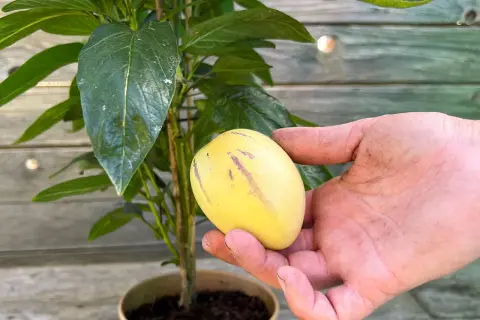 Eine Hand hält eine reife Melonenbirne 'Sugar Gold' neben der Pflanze.