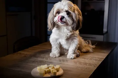 Un perro Shih Tzu con la lengua afuera mira un plato de cubos de queso, demostrando que los perros pueden comer queso.
