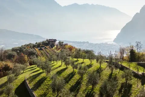 Colline con ulivi e vigneti in vista del Lago di Garda, un paesaggio che evoca l'olivenernte gardasee.