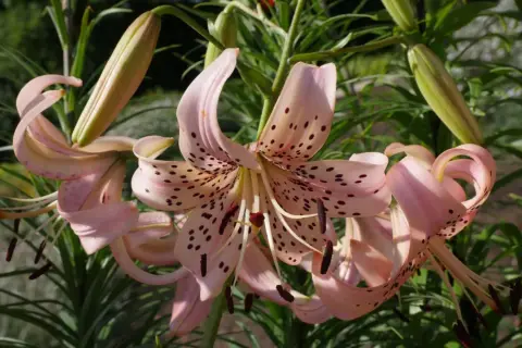 Zarte rosa Lilien mit dunklen Sprenkeln entfalten sich im Sonnenlicht. Die Blütenblätter krümmen sich elegant, während grüne Knospen auf weitere Pracht warten. Ein wunderschöner Anblick von Lilien Pflanzen.
