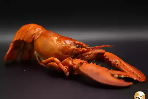 Homard cuit, prêt à être dégusté. Le temps décongélation est terminé pour ce crustacé savoureux.