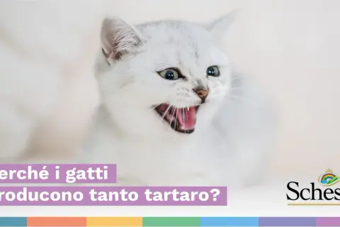Gatto bianco con bocca aperta mostra i suoi denti. Il testo chiede perché i gatti producono tanto tartaro.