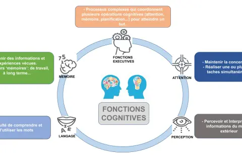 Schéma des fonctions cognitives : mémoire, langage, perception, attention, fonctions exécutives. Une dégradation de ces fonctions peut indiquer une démence sénile.