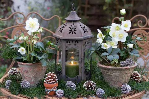 Vinterträdgården lyser med vita julros perenn blommor bredvid en gammal lykta med ett grönt ljus. Kottepynt och granris skapar en mysig julkänsla.