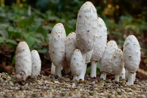 Un grupo de hongos coprinus comatus, con sus sombreros blancos y escamosos, emergen de un suelo pedregoso.