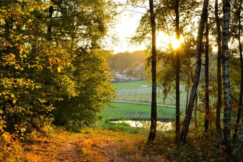 Jesienne słońce przebija się przez drzewa, oświetlając ścieżkę i łąkę. Idealny krajobraz na **długi weekend listopad**.