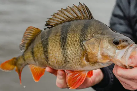 Ein Angler hält einen gestreiften Barsch. Barsche fressen kleine Fische und Krebstiere.