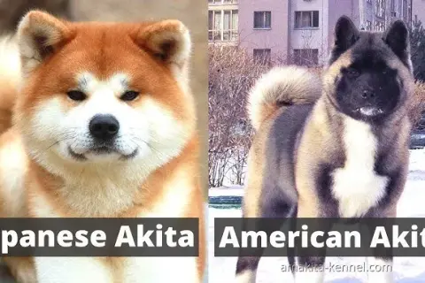 Akita Japońska vs Amerykańska: Kluczowe różnice w wyglądzie