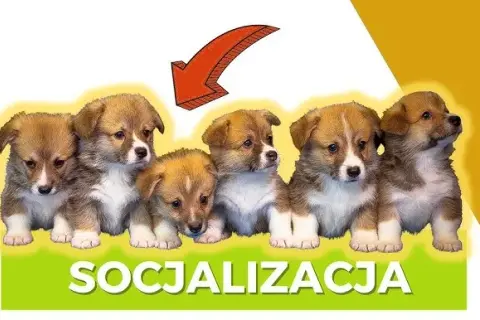Jak socjalizować szczeniaka, by uniknąć problemów w przyszłości?