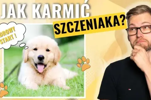 Jak karmić 2-miesięcznego szczeniaka? Zdrowy start dla malucha