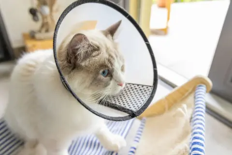 Gato de 2 meses con collar isabelino, ojos azules y pelaje blanco y gris.