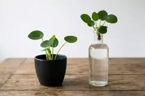 Deux jeunes Pilea : un en pot noir, l'autre en bouture dans une bouteille en verre.