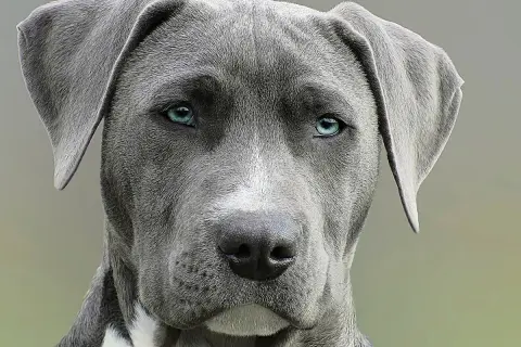 Primer plano de un perro de raza grande con ojos azules penetrantes. Una imagen que evoca la pregunta: cuanto cuesta la eutanasia de un perro.