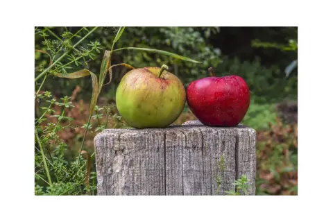 Due mele, una verde e una rossa, riposano su un ceppo di legno. I loro colori vivaci contrastano con lo sfondo verdeggiante.