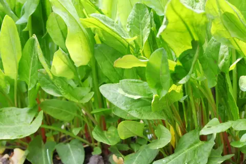 Foglie verdi e lucide di acetosa selvatica, con steli rossastri che emergono dal terreno.