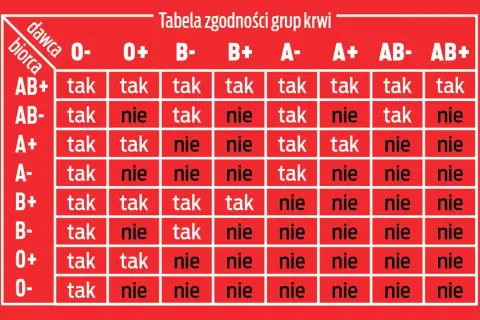 Tabela zgodności grup krwi: dawca i biorca. Sprawdź, które grupy krwi są zgodne, a które nie.