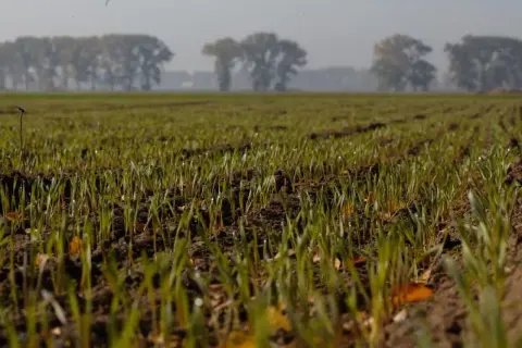 Młode źdźbła zbóż wyrastają z ziemi, tworząc naturalny mulcz. W tle widać drzewa.