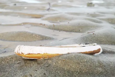Un couteau de mer repose sur le sable mouillé, sa coquille blanche et brune contrastant avec les ondulations du sable.