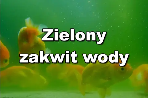 Złote rybki pływają w akwarium, gdzie woda jest zielona z powodu zakwitu.