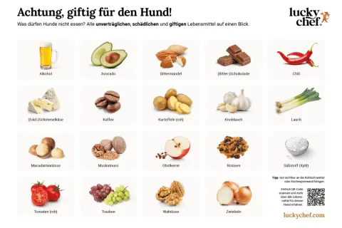 Hund & Gewürze: Die grüne Liste & rote Warnung für Ihr Tier