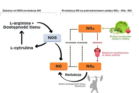 Cytrulina: Ile przed treningiem? Odkryj sekret maksymalnej pompy!