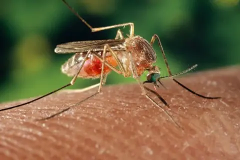 Mosquito succionando sangre, dejando una picadura morada.