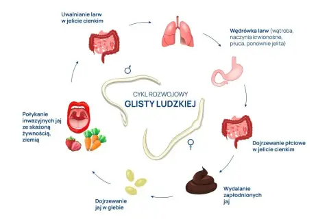 Glista ludzka jakie badania – skuteczne metody diagnostyki pasożytów