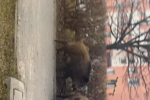 Co robić, gdy dziki na osiedlu stają się zagrożeniem?