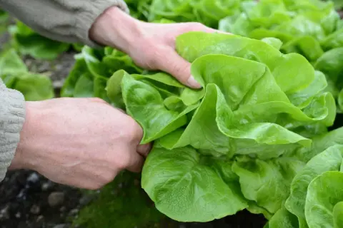 Hände ernten frischen Kopfsalat. Die grünen Blätter sind prall und saftig, ein Zeichen für den **Salat** der **Saison**.