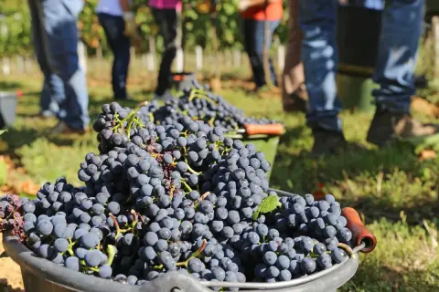 Zbiory winogron na potrzeby produkcji pysznych włoskich win. W tle widać ludzi zbierających owoce.