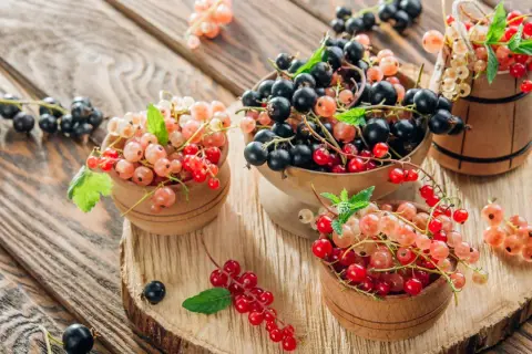 Schwarze, rote und weiße Johannisbeeren in Holzschalen und einem Fass auf Holzhintergrund.
