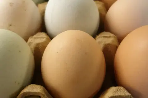 Zbliżenie na kilka jajek w wytłoczce: zielone, białe i brązowe.