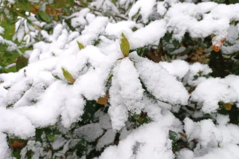 Zielony pąk kwiatu, przypominający lisi ogon, czeka na wiosnę pod śniegiem. Zimowanie rośliny.