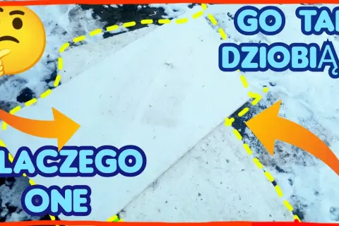 Dlaczego kury jedzą styropian? Odkryj niebezpieczeństwa i przyczyny