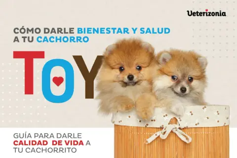 Dos adorables cachorros Pomerania en una cesta. Guía para darle bienestar y salud a tu cachorro, con información sobre cachorros semana a semana.