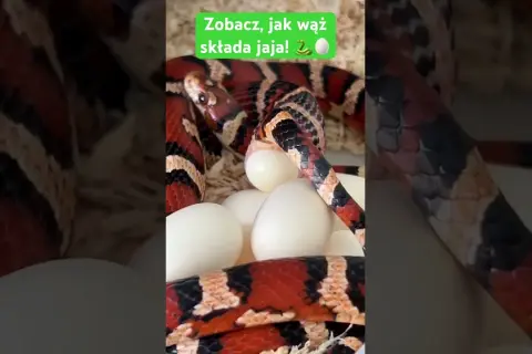 Jak węże składają jaja - zaskakujące fakty o ich rozmnażaniu