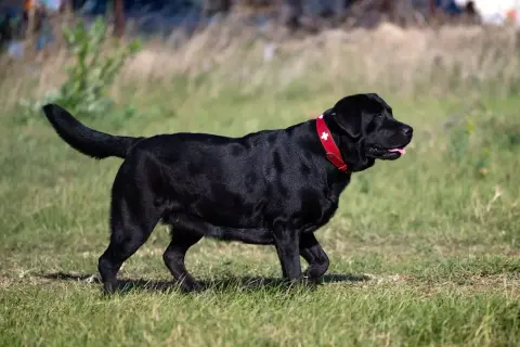 Czarny labrador z czerwoną obrożą, który ma widoczną nadwagę u psa, spaceruje po trawie.