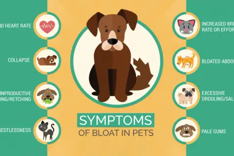 Symptoms of bloat in dogs include rapid heart rate, collapse, vomiting, restlessness, increased breathing, bloated abdomen, excessive drooling, and pale gums.