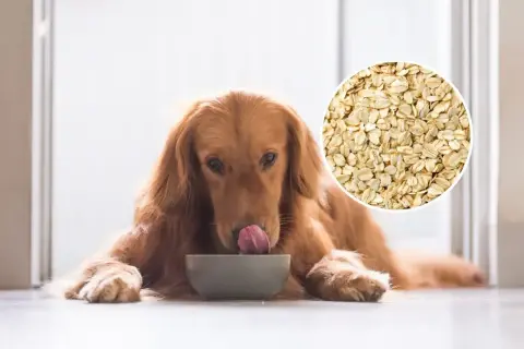 Złoty retriever liże miskę, a obok koło z płatkami owsianymi. Czy pies może jeść płatki owsiane?
