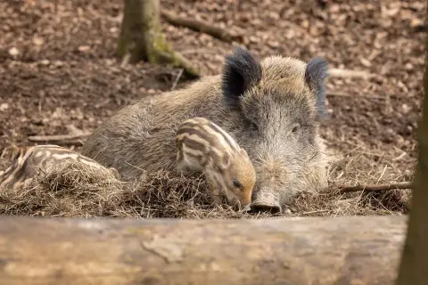 Ein Wildschwein mit Frischlingen im Tierpark Engelskirchen.
