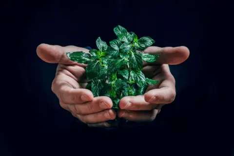 Dłonie trzymające bujną, zieloną miętę. To symbol tego, jak zielony ład na czym polega – troska o naturę i jej zasoby.