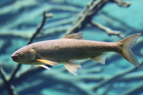 Ein nasen fisch schwimmt im klaren Wasser, seine Schuppen glänzen.