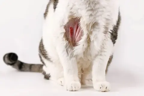 A mi gato le ha salido una calva: causas y qué hacer al respecto