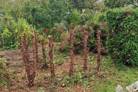 Stümpfe einer kaputten Hecke im Sommer entfernen. Der Garten ist voller Grün, aber diese kahlen Stämme warten auf ihre Entfernung.