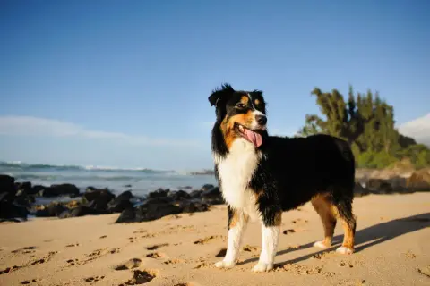 Ein Australian Shepherd Black Bi steht am Strand, die Zunge heraushängend, mit dem Meer und Bäumen im Hintergrund.