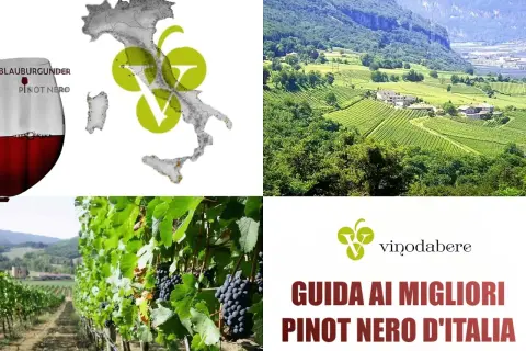 Vini Trentino Alto Adige: un calice di Pinot Nero, vigneti rigogliosi e la guida ai migliori d'Italia.