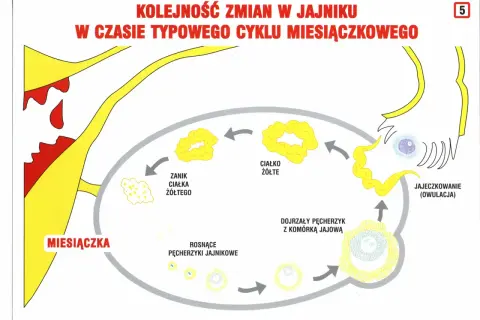 Ilustracja cyklu miesiączkowego: miesiączka, rosnące pęcherzyki, owulacja, ciałko żółte.