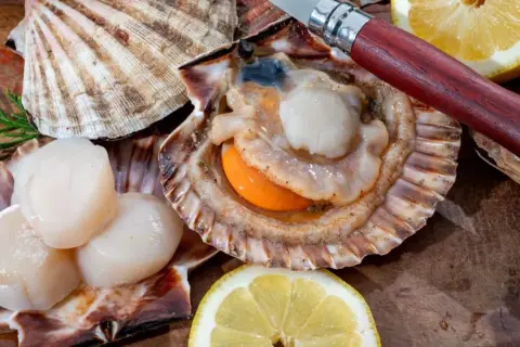 Des coquilles Saint-Jacques fraîches, prêtes à être dégustées, avec un couteau et des quartiers de citron sur un fond en bois.