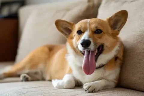 Uroczy corgi leży na kanapie, dysząc z wypuszczonym językiem. Płytki i szybki oddech u psa może oznaczać, że jest mu gorąco lub podekscytowany.